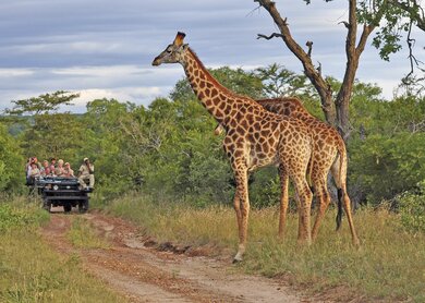 Touristen im offenen Geländewagen auf einer Pirschfahrt beobachten zwei Giraffen im Vordergrund | © Volker Haak
