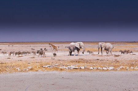 Etosha Nationalpark | © Jos Beltman