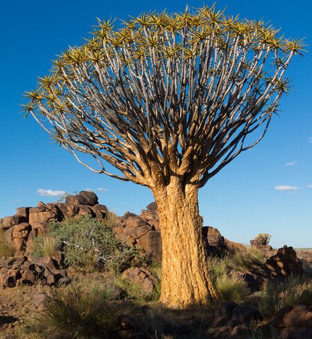 Namibialandscape | © Jos Beltman