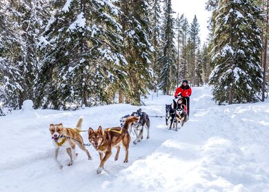 Husky_Tour | © Visit Finnland/Jani Ylinampa