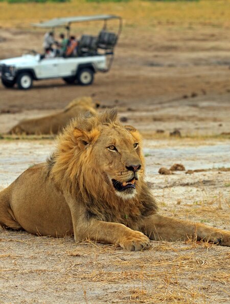 Pirschfahrt mit Löwe | © Paula French