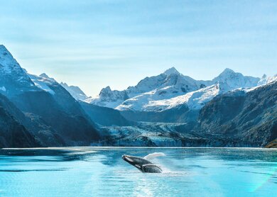 Alaska_Glacier_und_Wal | © © Maridav, stock.adobe.com