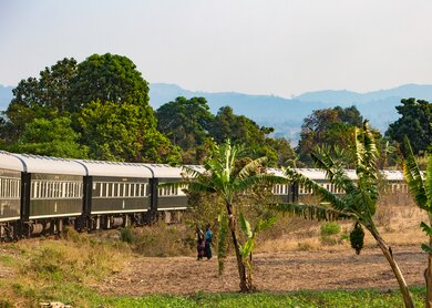 Der Rovos Rail fährt durch eine Landschaft mit Palmen auf der Reise von Kapstadt nach Dar Es Salaam | © Jos Beltman