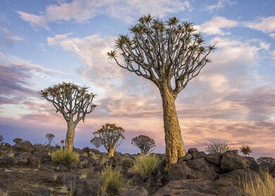 Namibia, Köcherbäume | © Tatyana Drujinina