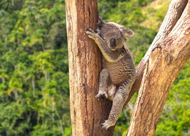 Koala | © GettyImages.com/filipefrazao