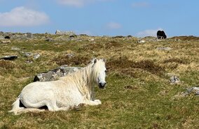 Dartmoor | © Leif Rohwedder