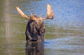 Elch | © GettyImages.com/Brian Lasenby