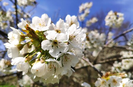 Apfelblüte am Apfelbaum Obstblüte | © Jens Hinsche