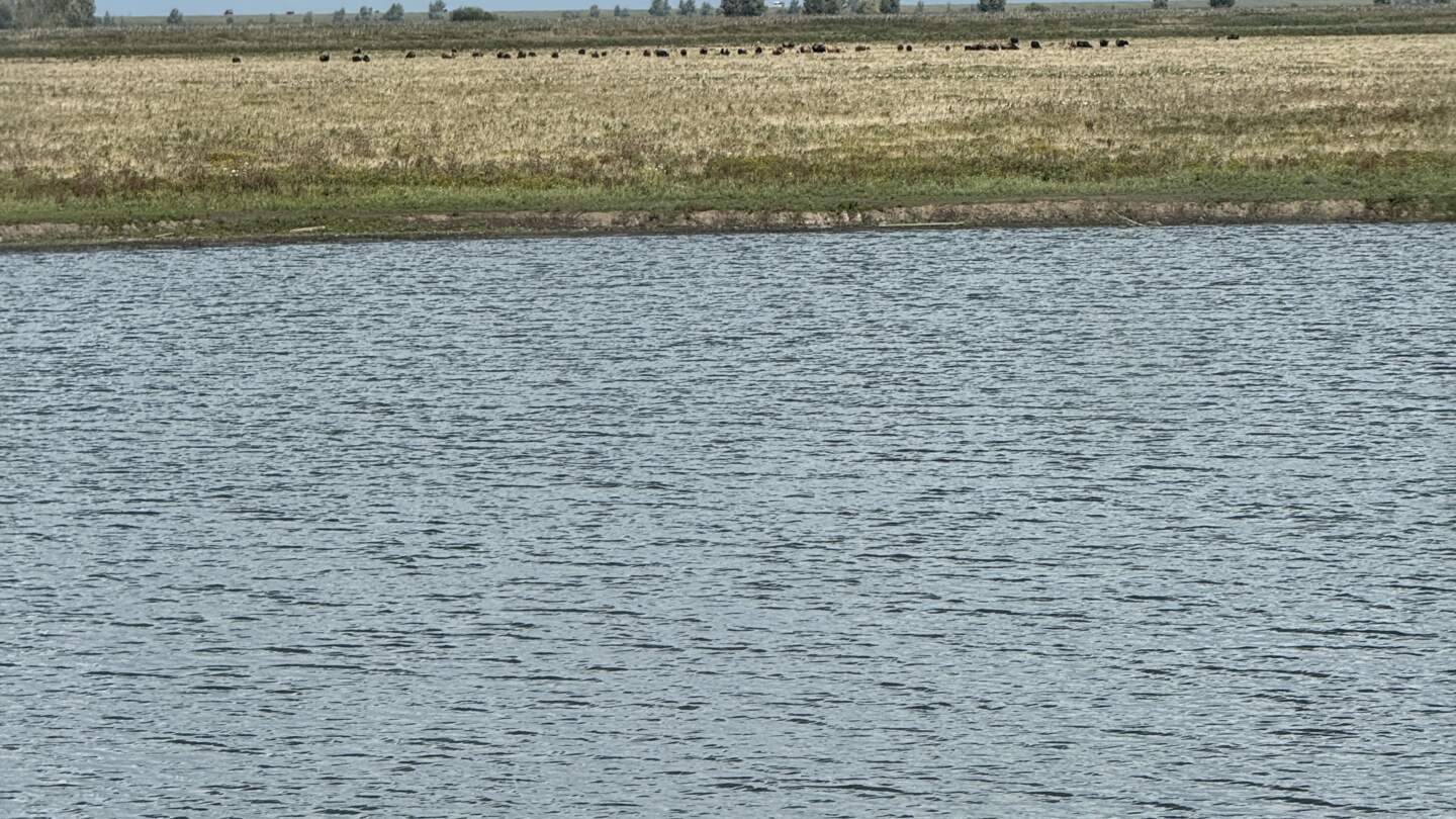 Das Naturschutzgebiet Oostvaardersplassen in Flevoland | © Michelle Khan