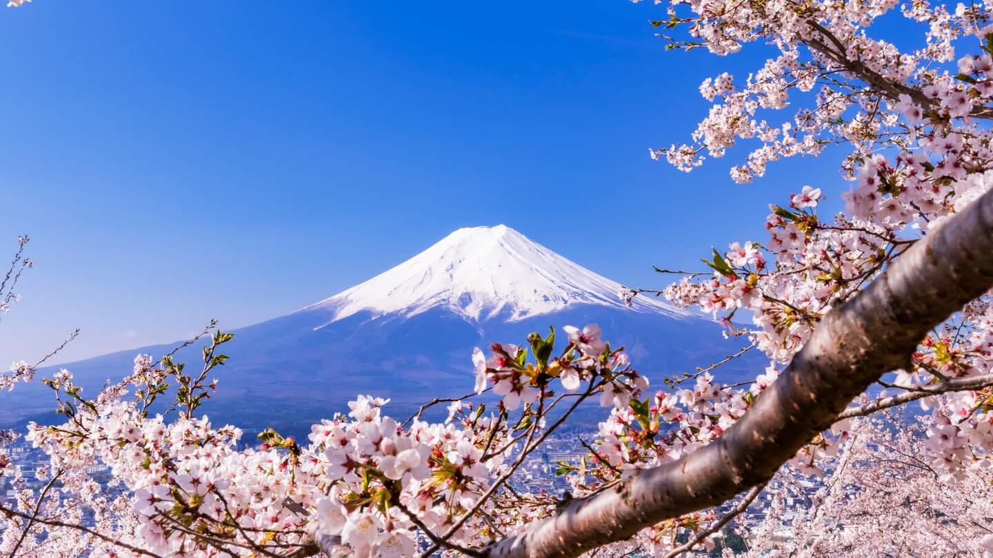 Schneebedeckter Berg Fuji umrahmt von blühenden Kirschbäumen unter klarem, strahlend blauem Himmel – ein typisches Frühlingsmotiv in Japan. | © Gettyimages.com/picture cells