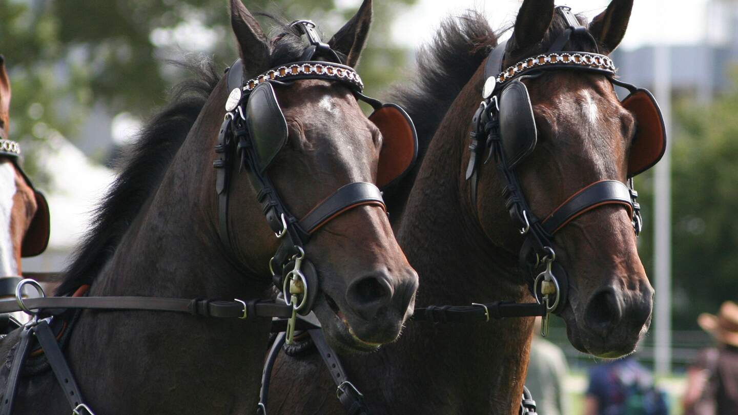 Köpfe von Zwei Pferden in CHIO Aachen - Weltfest des Pferdesports - Marathonprüfung | © GettyImages.com/r_simmer