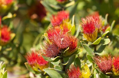 Pflanze in einem botanischen Garten in Bochum | © Gettyimages.com/lennjo