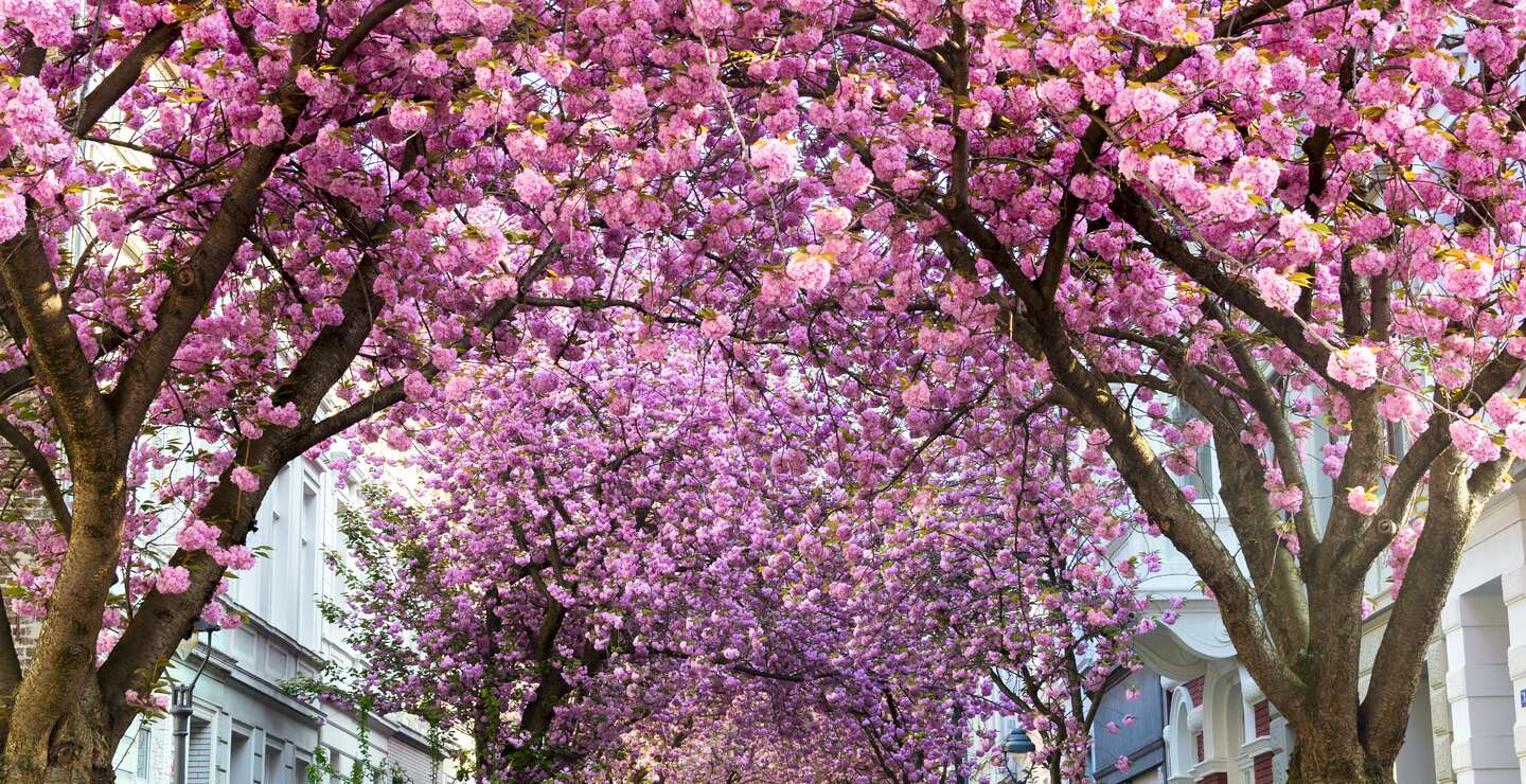Blick auf eine Strasse in Bonn voller blühender Kirschbaeume | © Gettyimages.com/Kusska