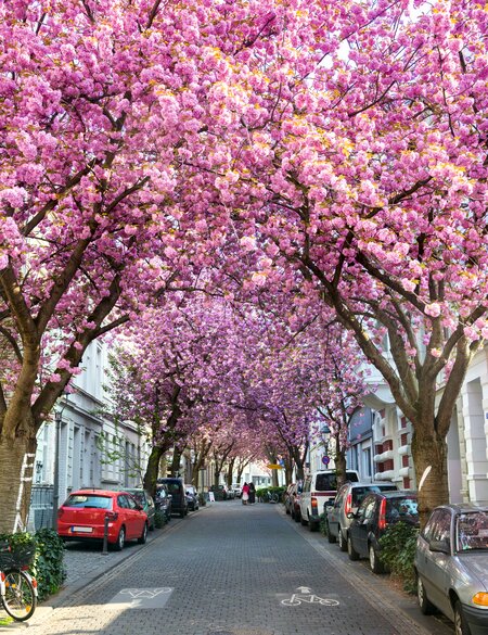 Blick auf eine Strasse in Bonn voller blühender Kirschbaeume | © Gettyimages.com/Kusska