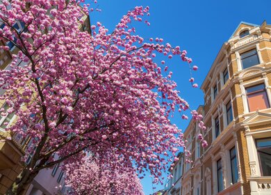 Traditionelles Haus in der Bonner Altstadt mit pinken Kirschbluetenbaeumen | © GettyImages.com/chris-mueller