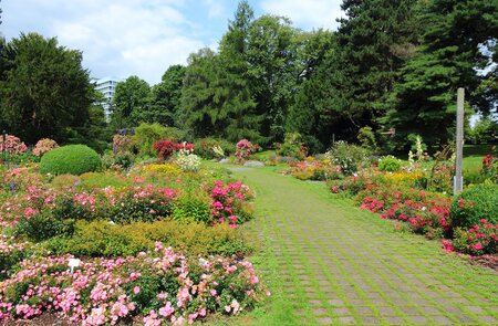 Blick auf einen Park voller Rosen in Dortmund | © Gettyimages.com/tupungato