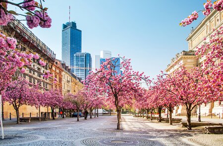 Bluehende Kirschbaeume bei der alten Oper in Frankfurt im Fruehling | © Gettyimages.com/Markus Thoenen