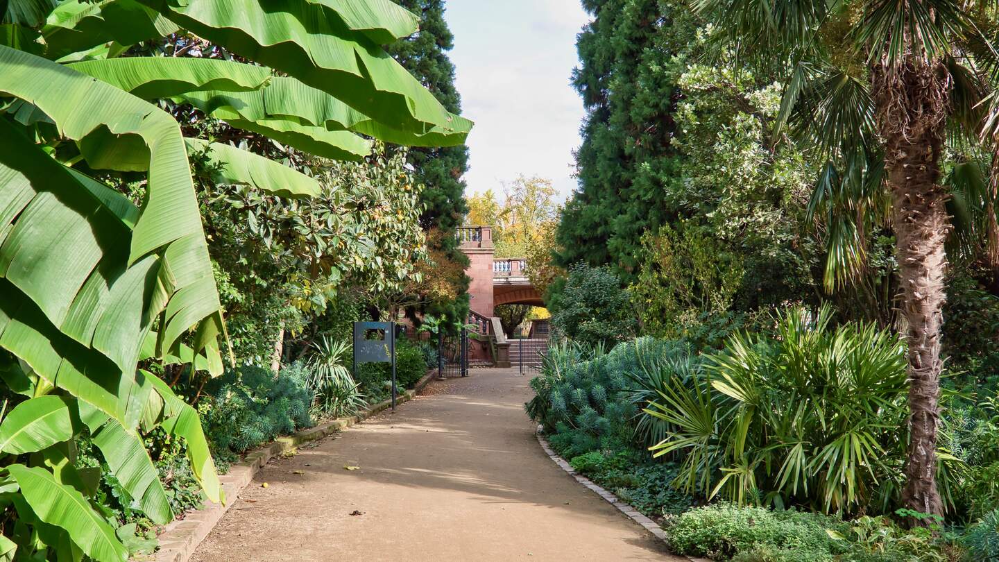 Palmen im  Stadtpark; Nizzagaerten am Main in Frankfurt an einem schoenen Herbsttag | © Gettyimages.com/Judith Engbers