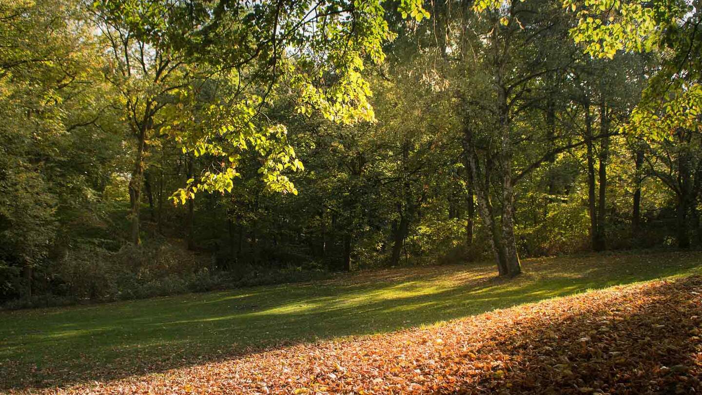 harburger-berge-wald | © Pixabay.com/LindaLioe