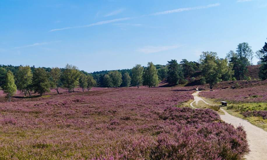 Wanderweg Heidschnuckenweg durch das Naturschutzgebiet Fischbeker Heide bei den Harburger Bergen mit bluehender Heide | © Gettyimages.com/Andreas Steidlinger