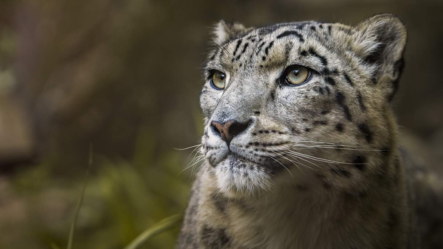 Nahaufnahme eines Schneeleopards im Kölner Zoo in Köln | © Gettyimages.com/Sake_van_Pelt