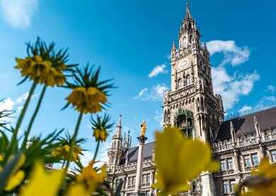 Marienplatz in Muenchen mit Fruehlingsblumen | © Gettyimages.com/Wirestock
