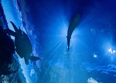 Hai und Schildkröte im Wasser, fotografiert von einem Tunnel in SEA LIFE Oberhausen. | © Michelle Khan