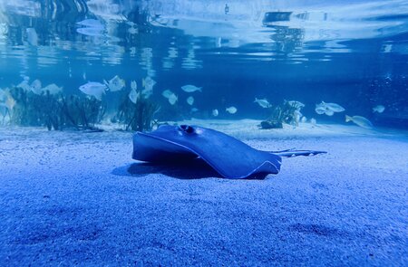 Rochen unterwasser im SEA LIFE | © Michelle Khan