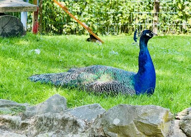 Blau-grüner Pfau im Kaisergarten | © Michelle Khan