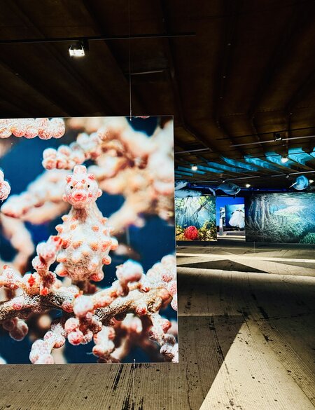 Ausstellung im Gasometer mit Bildern der Unterwasserwelt | © Michelle Khan