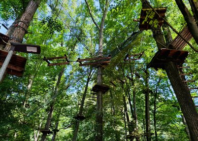 Hochseilgarten mit Plattformen in den Baumkronen im Wald | © Michelle Khan