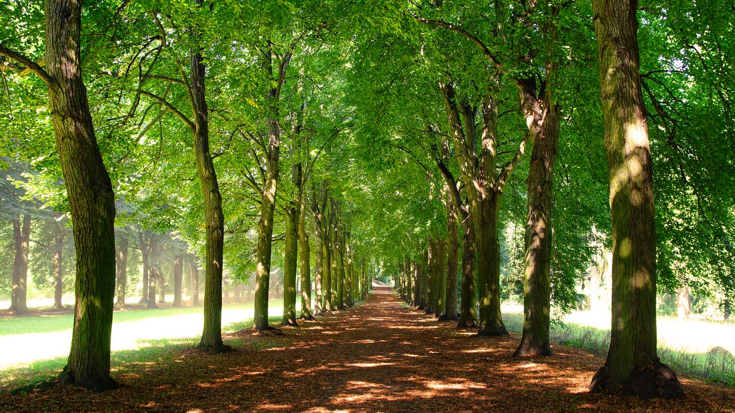 Allee mit Baeumen im Park am Potsdamer Schlosspark Sanssouci  | © Gettyimages.com/vidalidali