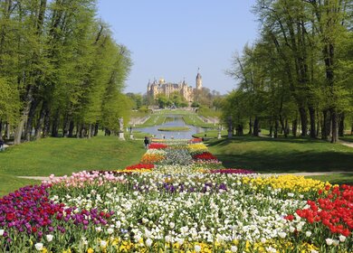 Bluehende Tulrpen im Schlossgarten des Schweriner Schlosses | ©  Gettyimages.com/hsvrs