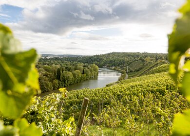 Weinberg mit Flusskurve  | © Gregor Lengler