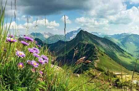 Blick ueber die Berge und Täler des Allgaeus mit lilafarbenen Wiesenblumen im Vordergrund links | © Gettyimages.com/Drepicter