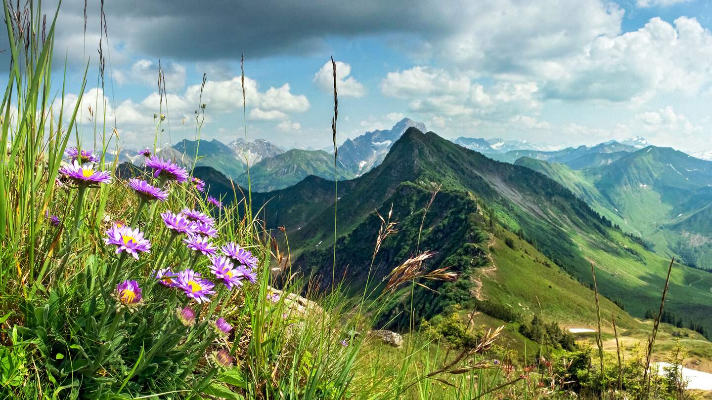 Blick ueber die Berge und Täler des Allgaeus mit lilafarbenen Wiesenblumen im Vordergrund links | © Gettyimages.com/Drepicter