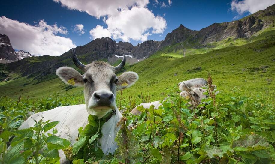 Allgaeuer Alpenkuehe liegen und grasen auf einer Almwiese | © Gettyimages.com/wingmar