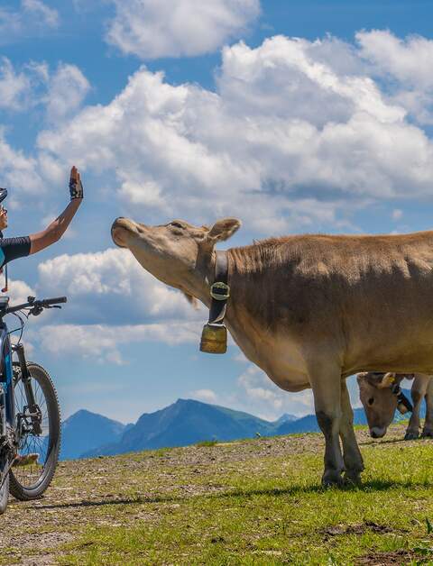 Frau mit Mountainbike spricht mit einer Kuh in den Allgauer Alpen | © Gettyimages.com/Uwe Moser