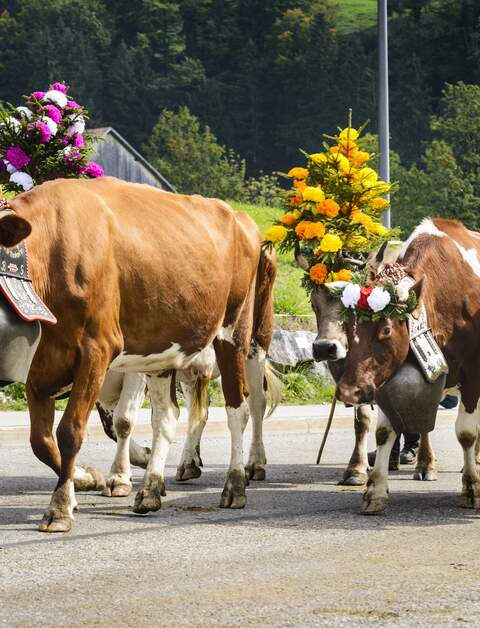 Mehrere Kühe laufen mit geschmückten Hörnern auf einer Straße | © Gettyimages.com/ventdusud