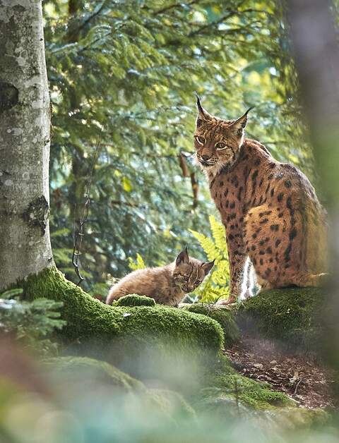 Nahaufnahme einer Luchsmutter mit Baby im Nationalpark Bayerischer Wald | ©  Gettyimages.com/Michael Roeder