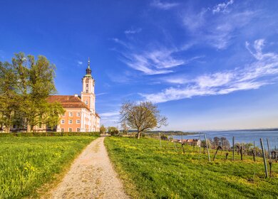 Feldweg zur Wallfahrtskirche des Zisterzienser-Priorat Kolsters Birnau, gesäumt von Weinstöcken auf der rechten Seite und einem Blick auf den Bodensee | ©  Gettyimages.com/Juergen Sack