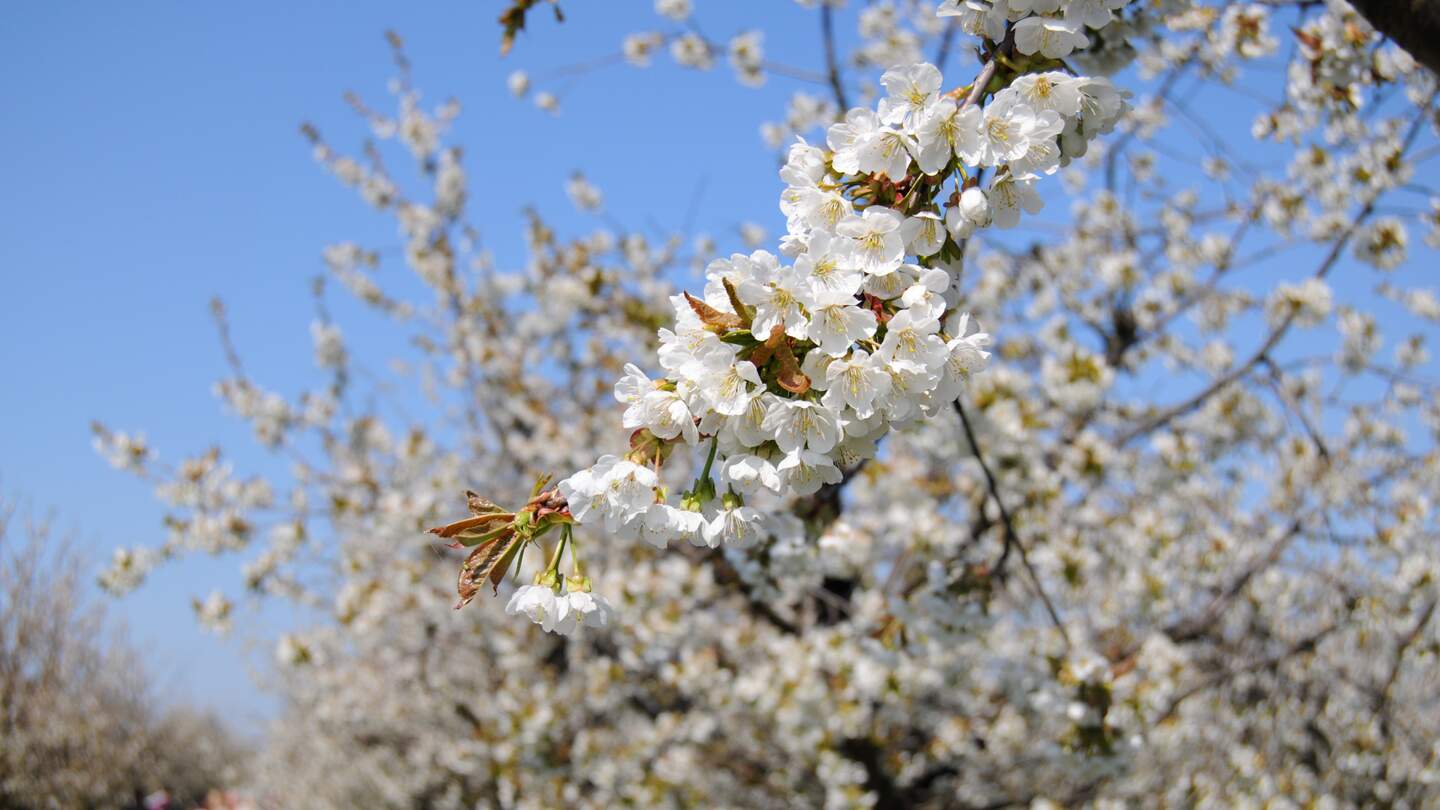 Kirschbaumplantage in Werder, Brandenburg, Besucher des Baumblütenfestes im Hintergrund | © Gettyimages.com/hsvrs