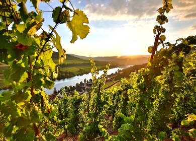 ein wunderschoener Sonnenaufgang in den Weinbergen im Hintergrund Moseltal | © gettyimages.com/Mark22