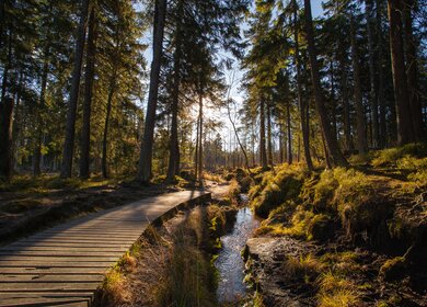 Herbst in deutschen Bergen und Waeldern - Waehrend einer Wanderung durch einige deutsche Mittelgebirge entstanden diese Landschafts-, Panorama- und Naturaufnahmen. Standort war in der Naehe von Schierke - Harz / Brocken. | © Gettyimages.com/kaywiegand