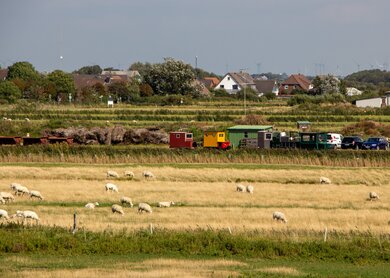 Schafe grasen idyllisch auf einer Wiese auf Dagebuell | © Gettyimages.com/flo129