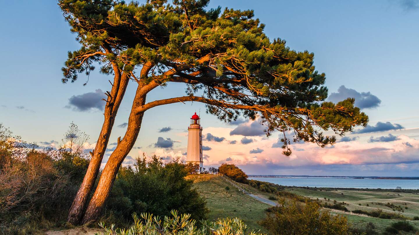 Blick auf eine Kiefer und den Leuchtturm Dornbusch auf der Ostseeinsel Hiddensee kurz vor Sonnenuntergang | ©  Gettyimages.com/A-Tom
