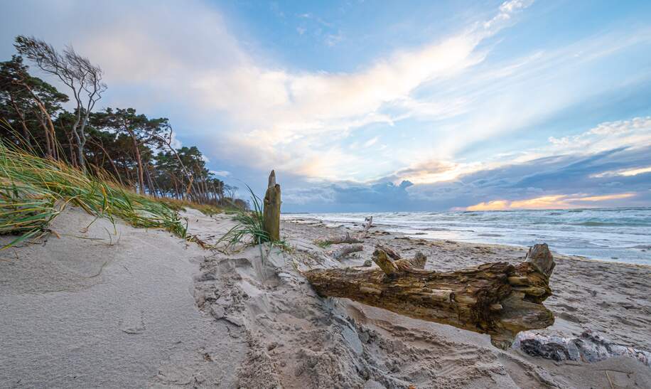 Weststrand auf dem Darss an der Ostsee bei Sonnenuntergang mit Blick auf Treibholz, Meer, Strand und Duenen | © Gettyimages.com/A-Tom