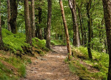Weg im Pfälzerwald im Sommer mit Schatten an Baeumen in Deutschland | © Gettyimages.com/Viktor Fuchs