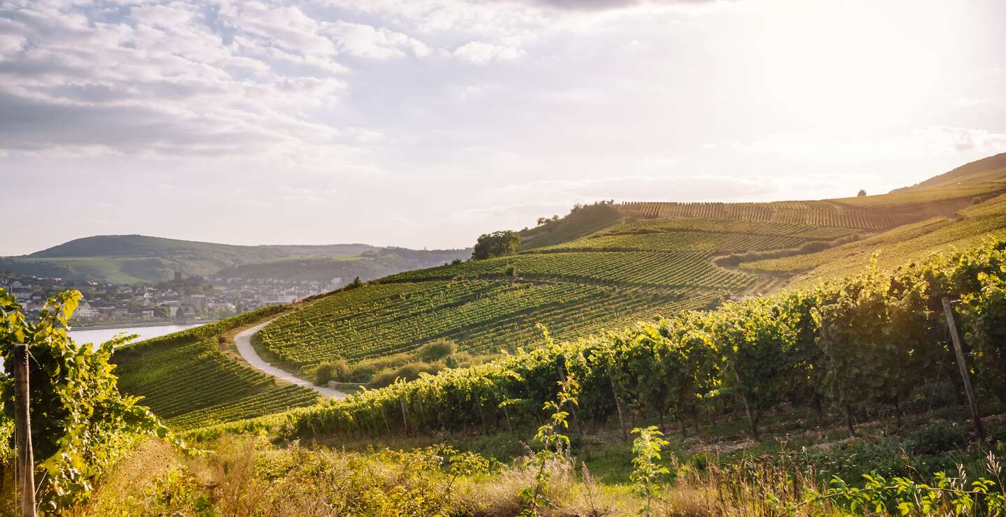 Weinberge im Rheingau, Hessen, im warmen Sonnenlicht | © Gettyimages.com/instamatics