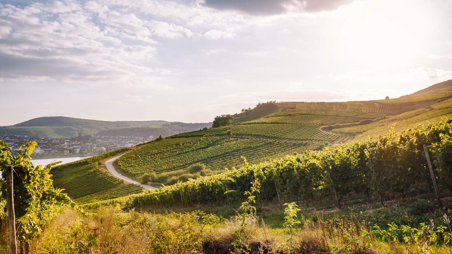 Weinberge im Rheingau, Hessen, im warmen Sonnenlicht | © Gettyimages.com/instamatics